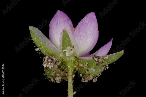 Red Sandspurry (Spergularia rubra). Flower Closeup photo