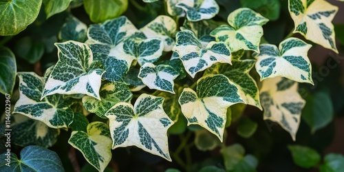 Emerald Gaiety winter creeper showcases the vibrant colors and unique texture of this botanical choice, making Emerald Gaiety a perfect winter creeper for garden enthusiasts.