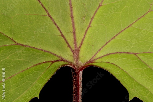 Narrow-Headed Leopard Plant (Ligularia stenocephala). Basal Leaf Detail Closeup photo