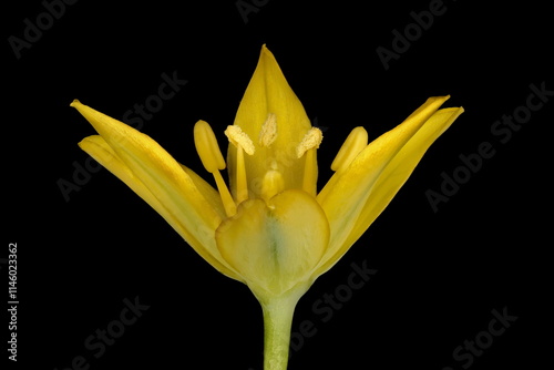 Yellow Garlic (Allium moly). Flower Closeup photo