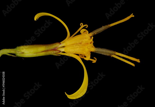 Przewalski's Leopardplant (Ligularia przewalskii). Flowering Capitulum Closeup photo