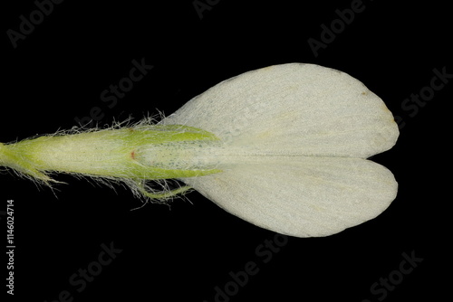 Fenugreek (Trigonella foenum-graecum). Flower Closeup photo