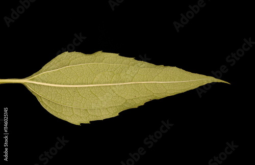 Eastern Purple Coneflower (Echinacea purpurea). Leaf Closeup photo