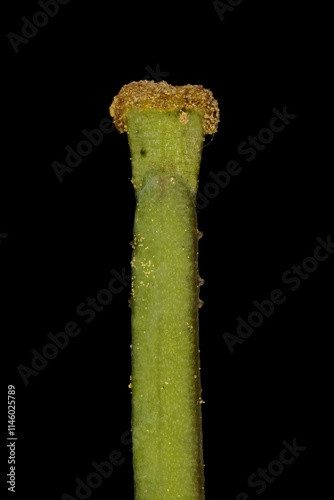 Perennial Wall-Rocket (Diplotaxis tenuifolia). Immature Fruit Apex Closeup photo