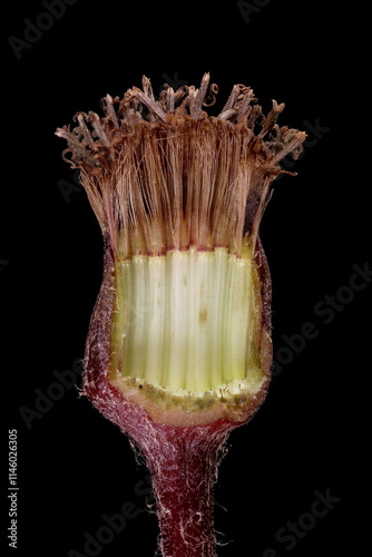 Summer Ragwort (Ligularia dentata). Immature Achenes Closeup photo