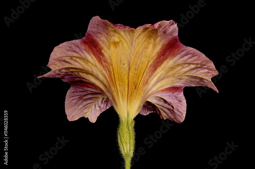 Painted Tongue (Salpiglossis sinuata). Flower Closeup photo