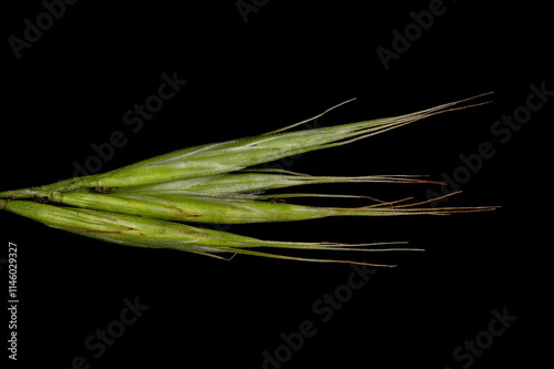 Broom Brome (Bromus scoparius). Fascicled Spikelets Closeup photo