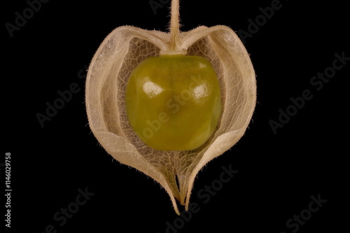 Husk Tomato (Physalis pubescens). Fruit Closeup