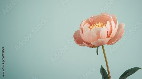 A single soft coral peony against a muted sage green background, close-up shot, Minimalist style