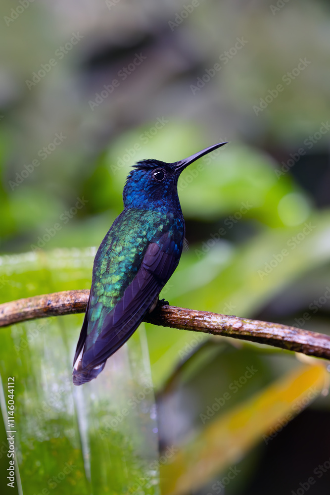 Fototapeta premium White-necked Jacobin (Florisuga mellivora), colorful hummingbird sitting on a branch with a green background. Typical hummingbird of Central and South America with a blue head.