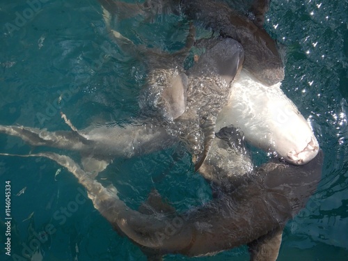 A group of lemon sharks are feeding near the surface of the water. One is upside down, exposing its white abdomen. Small fish are swimming near the sharks.