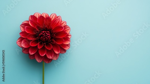 A single vibrant dahlia flower with its petals fully open against a soft pastel blue background, top-down shot, Minimalist style