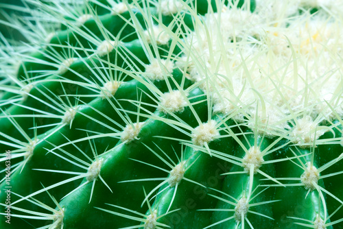 textured cactus green background naturegreen background Nature photo