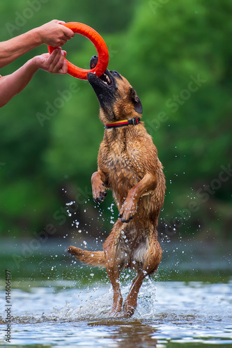 A man playing with a belgian shepherd malinois puppy in the water