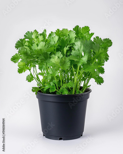 coriander in a pot