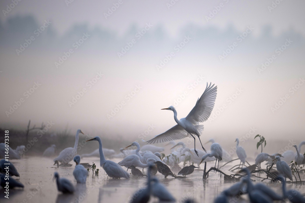Majestic White Egrets Soar Above Misty Marsh