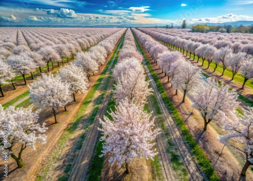 California's almond blossoms carpet Fresno; a breathtaking drone perspective reveals springtime's vibrant hues. photo