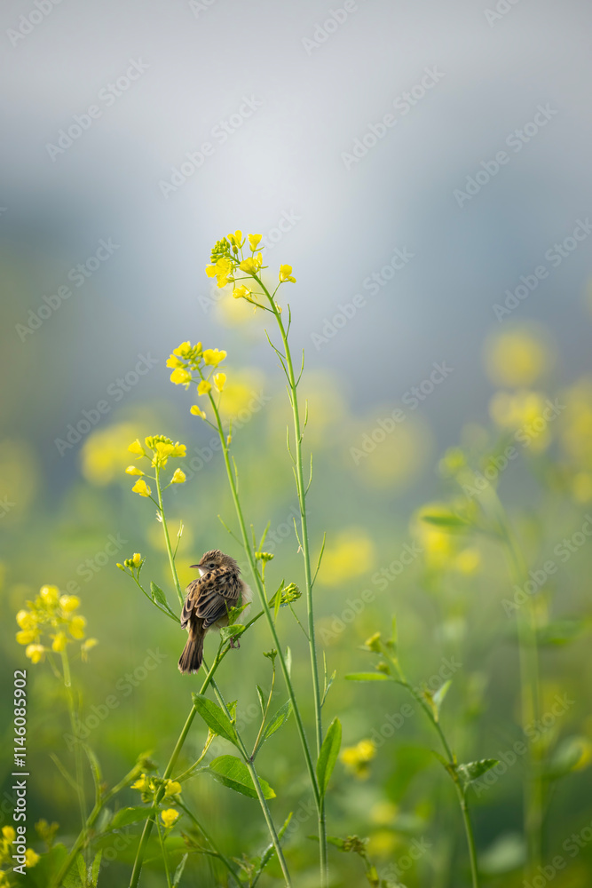 The zitting cisticola Perched Among Blooming Mustard Flowers