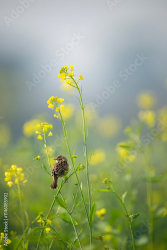 Obraz na płótnie The zitting cisticola Perched Among Blooming Mustard Flowers w salonie