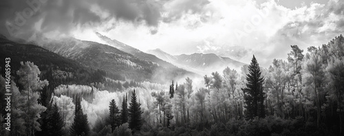 Fall Aspen Forest in Black and White Panoramic Mountain Landscape. Golden tree leaves of a fall aspen forest contrasted against a black and white panoramic landscape scene in Colorado 