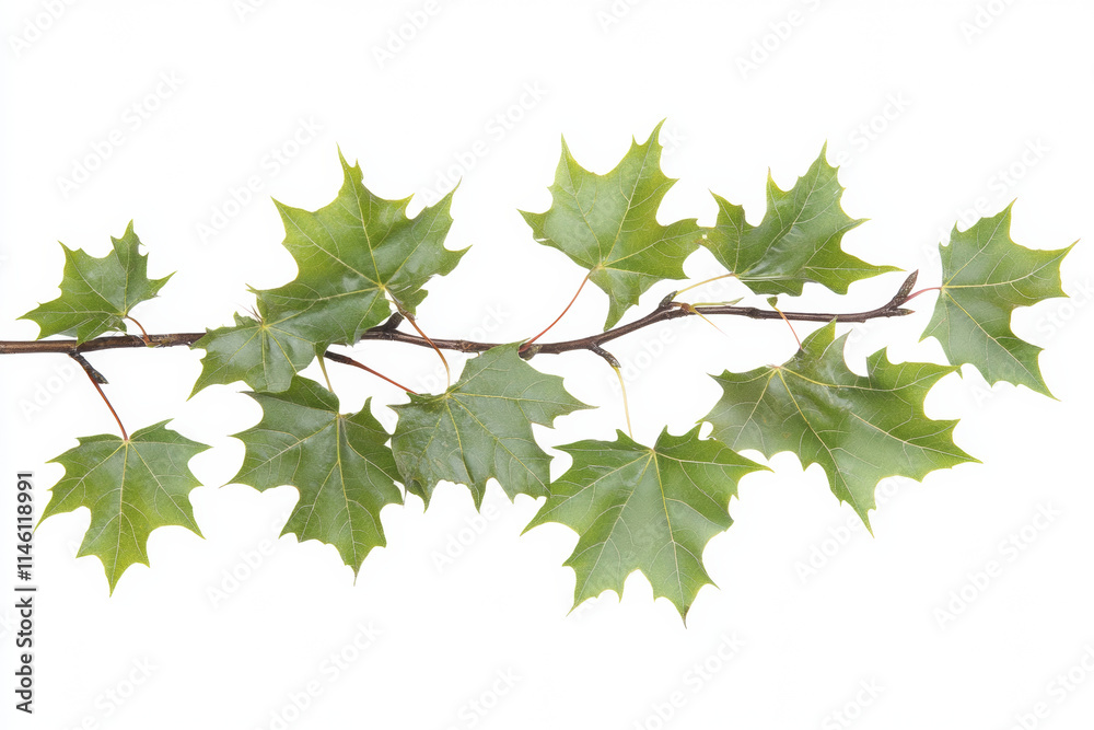 Fresh green maple leaves on branch create vibrant natural display Fresh green maple leaves on branch create vibrant natural display