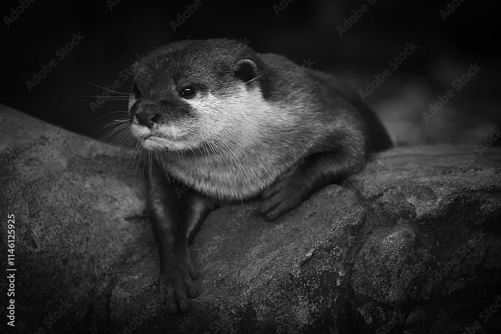 Obraz premium close up of a otter
