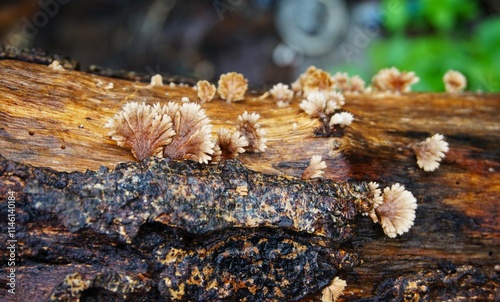 Schizophyllum commune or grigit fungus is found on dead and rotting tree trunks. This fungus grows in clusters and is white in color. photo