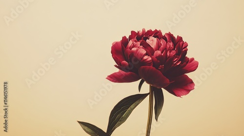 A solitary deep red peony isolated against a muted gold background, close-up shot, Minimalist style