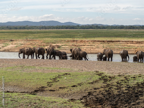 Elephants in the Mineriya National Park in Sri - Lanka