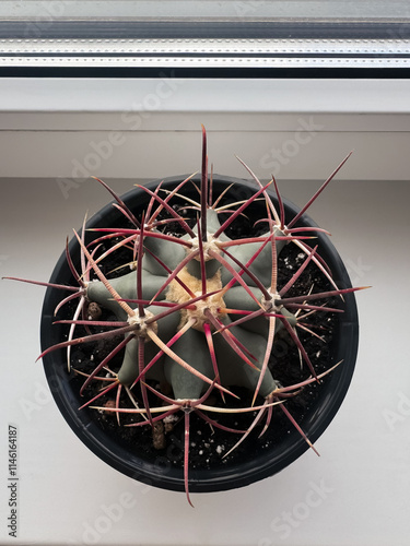 Close-up shoot of a succulent houseplant ferocactus emoryi in a white pot on a windowsill. overhead view. Vertical photo photo