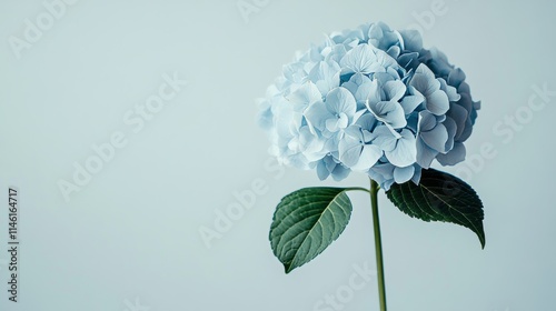 A solitary pale blue hydrangea against a soft grey background, close-up shot, Minimalist style