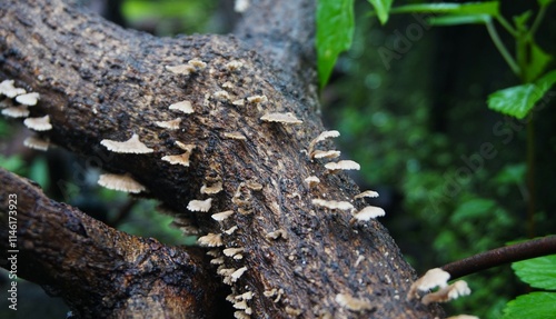 Schizophyllum's commune mushroom, aka Splitgill mushroom, on a rotting trunk, this fan is colonizing and growing on a dead tree trunk