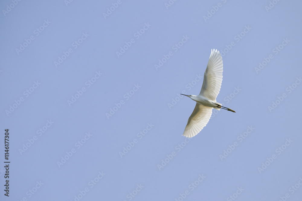 Fototapeta premium Great Egret, Ardea alba in flight