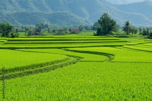 An expansive view of vibrant green rice paddies stretching out under a clear blue sky, surrounded by distant forested hills offering a serene rural landscape scene. photo