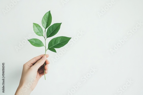 A single hand gently holds a green leaf against a white backdrop, symbolizing life, growth, and simplicity, with a serene and natural essence depicted artistically. photo