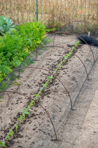 Rangée de jeunes pousses de petits-pois dans un jardin. La terre est sablonneuse avec de l'engrais posé au sol. Les cultures sont protégées par un filet noir en tunnel avec des arceaux en métal. photo