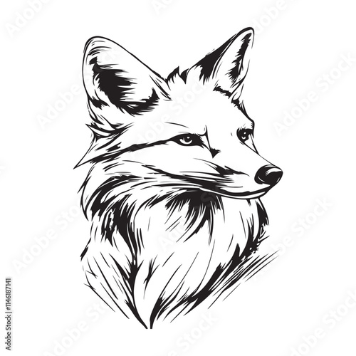 Marble Fox image vector. Canadian Marble Fox illustration on white background.