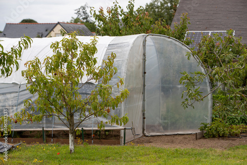 Serre de jardin avec bâche plastique, porte ouverte, située dans un jardin de maison en été avec des arbres fruitiers. photo