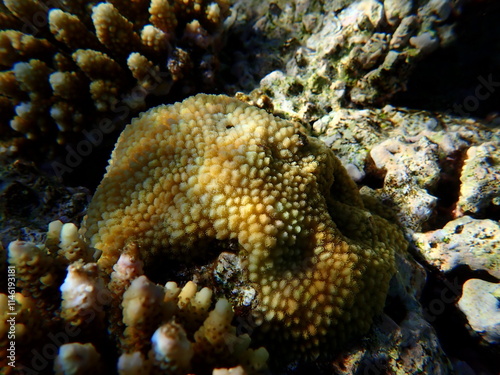 Spine coral (Hydnophora microconos) undersea, Red Sea, Egypt, Sharm El Sheikh, Montazah Bay photo