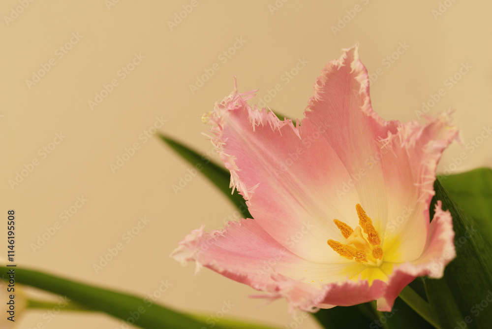 Fototapeta premium Spring flowers pink tulips for project decoration.