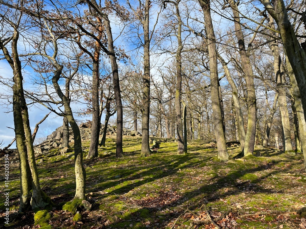 Fototapeta premium Beautiful European forest landscape, nestled in the picturesque Bohemian Forest, is a wonderland for nature enthusiasts. With pristine nature and stunning landscape views.