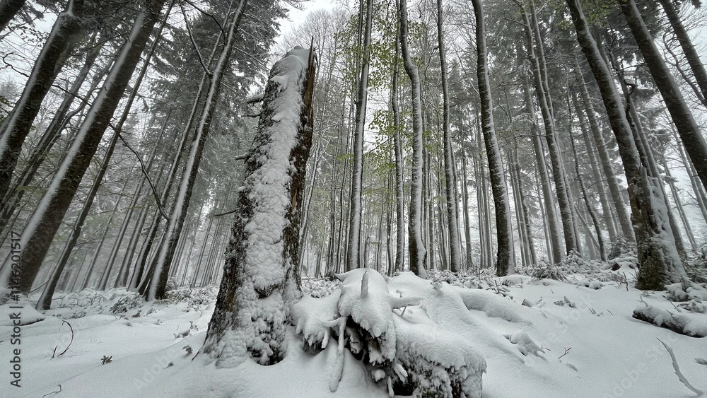Naklejka premium Beautiful European forest in winter, nestled in the picturesque Bohemian Forest, is a winter wonderland for skiing enthusiasts. With pristine slopes and stunning landscape views.