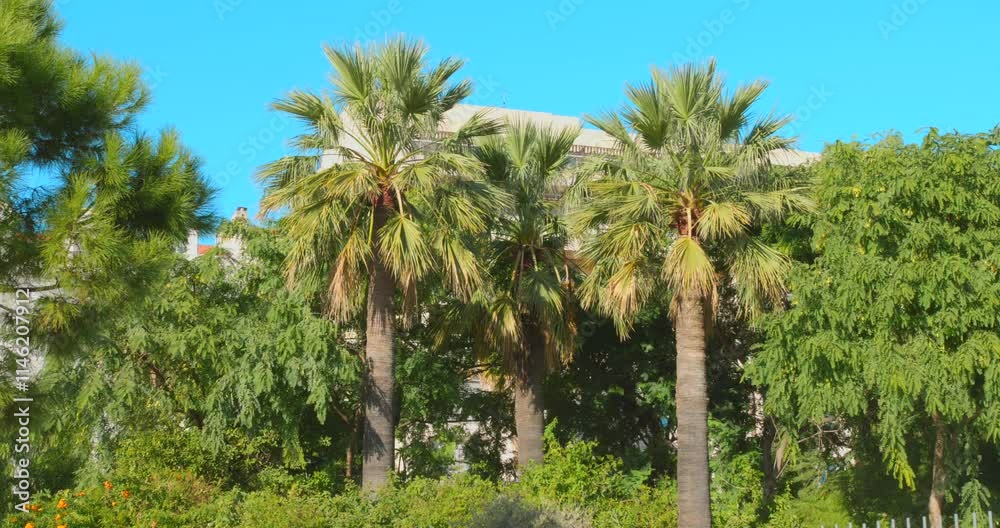 Palmtrees sway under the sunny skies of Nice, evoking relaxation and warmth Palmtrees sway under the sunny skies of Nice, evoking relaxation and warmth