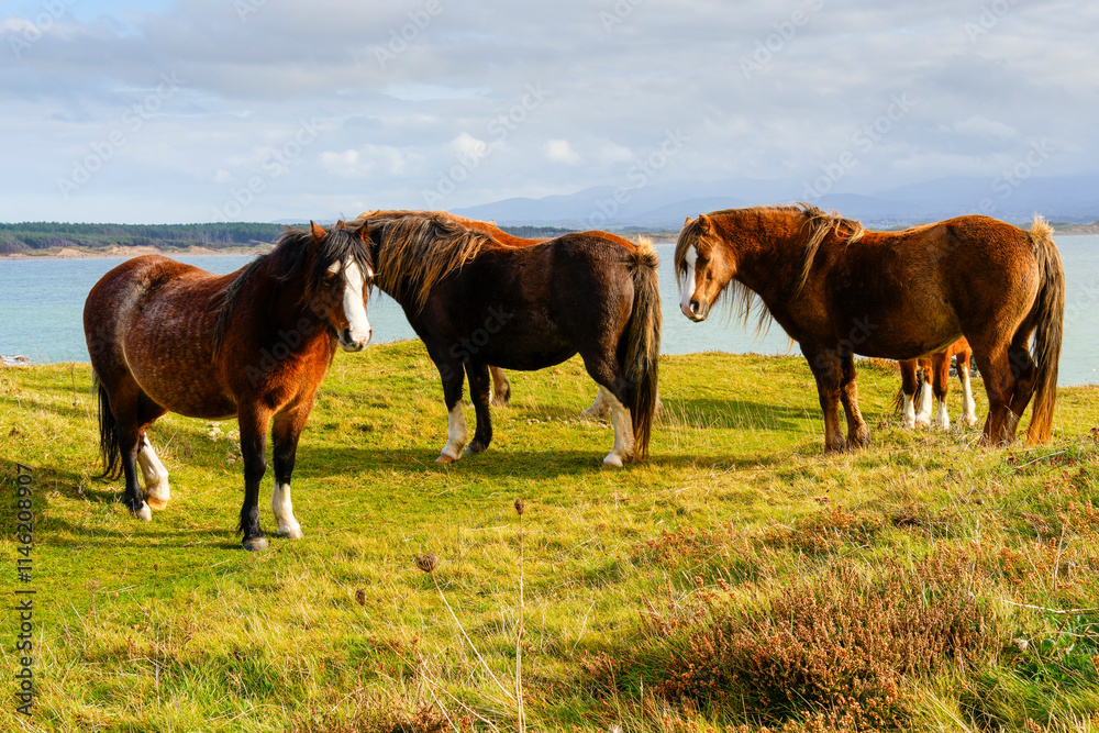 Group of wild Welsh Mountain ponies on Llanddwyn Island in autumn. Group of wild Welsh Mountain ponies on Llanddwyn Island in autumn.