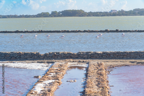 Formentera lago salado de la Savina, Salinas de Ferrer, con flamencos