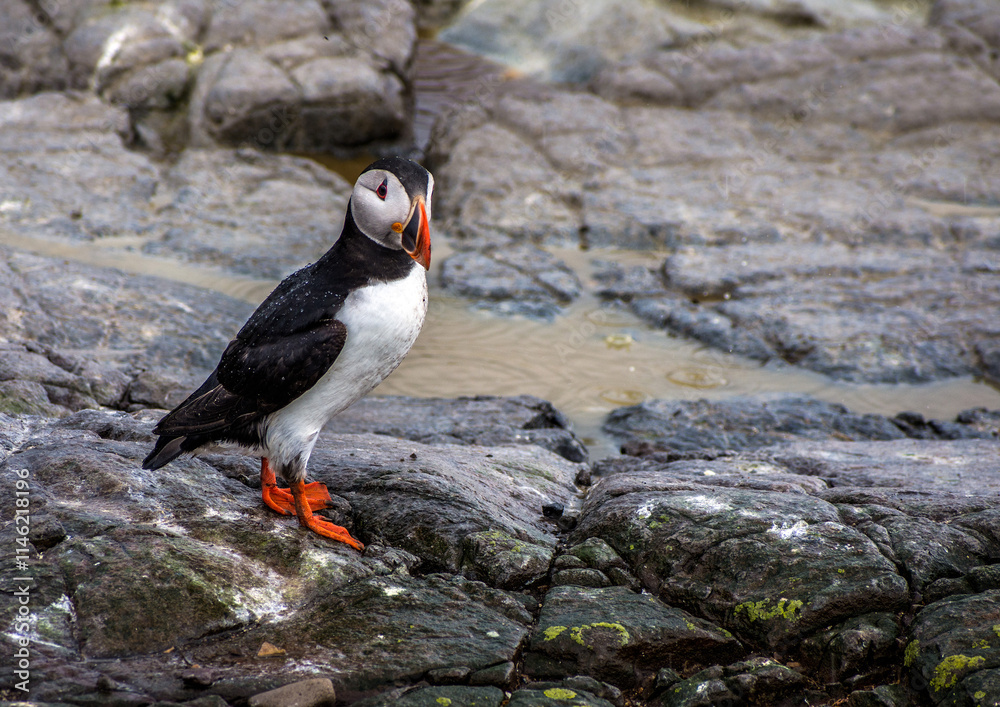 Fototapeta premium Inner Farne, Northumberland, England.