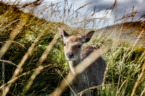 Close-up of a deer partially hidden in tall grass.  Focus on deer's face,  surrounded by out-of-focus tall grasses.