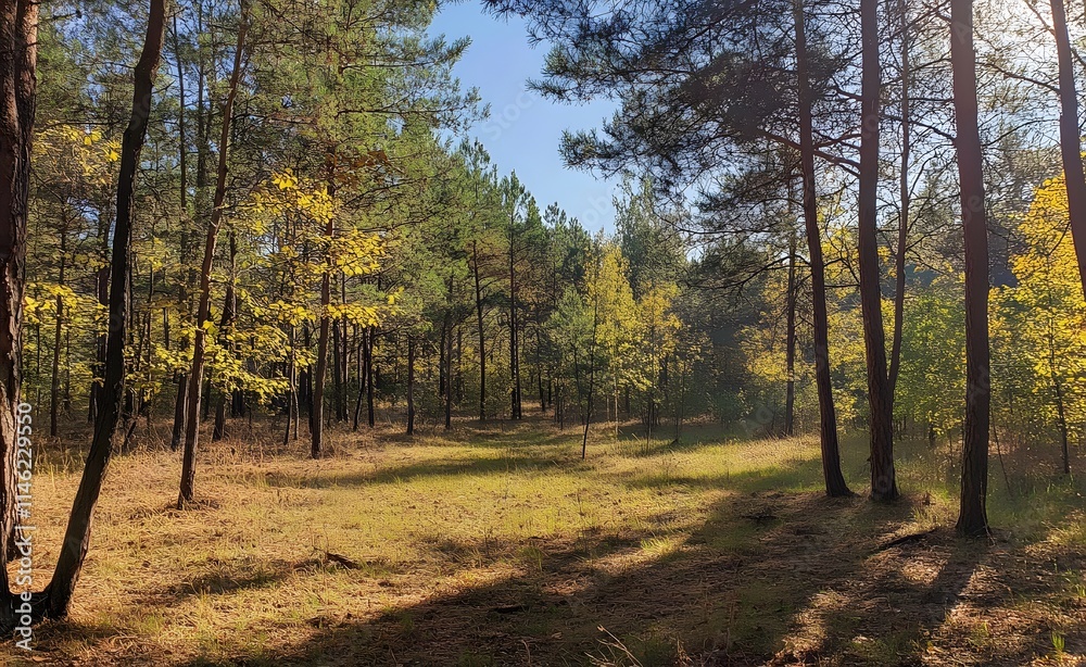 Obraz premium Beautiful forest landscape with trees and sunlight in autumn, a sunny day in the pine woods. Great for a background or wallpaper.
