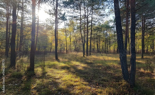 Beautiful forest landscape with trees and sunlight in autumn, a sunny day in the pine woods. Great for a background or wallpaper.