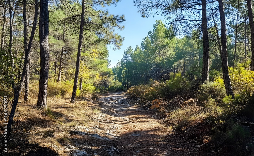 Obraz premium Beautiful forest landscape with trees and sunlight in autumn, a sunny day in the pine woods. Great for a background or wallpaper.